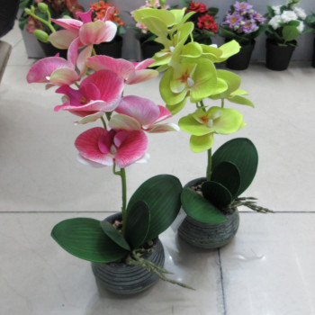 Orhideja GREENLANDE podiņā, samaisa Orhideja GREENLANDE podiņā, samaisa