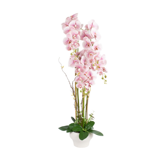 Orchid GARDEN QUEEN H124cm, gaiši rozā