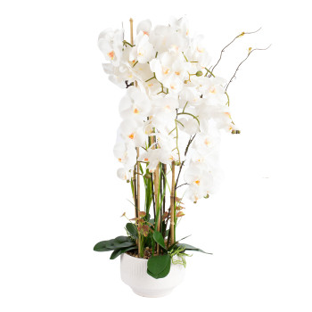 Orchid GARDEN QUEEN H102cm, balts Orchid GARDEN QUEEN H102cm, balts