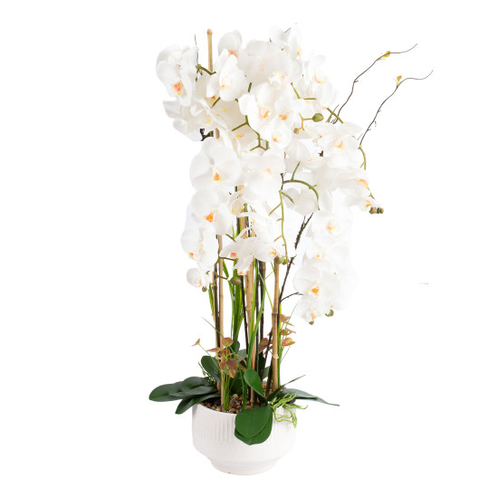 Orchid GARDEN QUEEN H102cm, balts