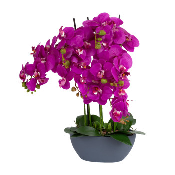 Orchid GARDEN QUEEN H64cm, tumši rozā Orchid GARDEN QUEEN H64cm, tumši rozā