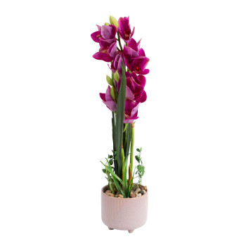 Orchid GARDEN QUEEN H70cm, tumši rozā Orchid GARDEN QUEEN H70cm, tumši rozā