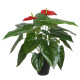 Mākslīgs augs ANTHURIUM H45cm, flamingo, melns puķupods Mākslīgs augs ANTHURIUM H45cm, flamingo, melns puķupods