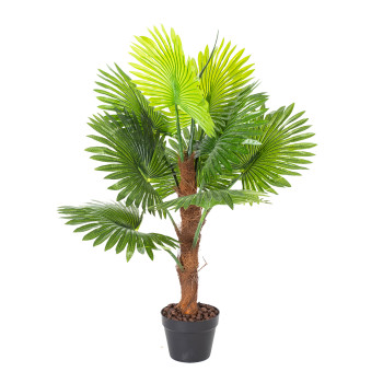 Zaļš augs FAN PALM, H100cm Zaļš augs FAN PALM, H100cm