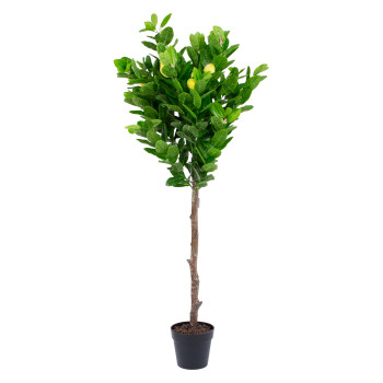 Zaļš augs LEMON, H145cm, melns pods Zaļš augs LEMON, H145cm, melns pods