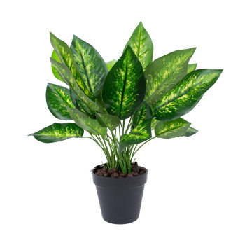 Zaļš augs DIEFFENBACHIA, H45cm, melns pods Zaļš augs DIEFFENBACHIA, H45cm, melns pods