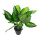 Zaļš augs DIEFFENBACHIA, H45cm, melns pods Zaļš augs DIEFFENBACHIA, H45cm, melns pods